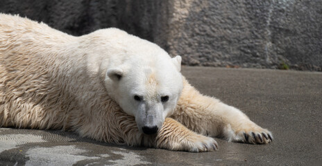 Fototapeta premium リラックスするホッキョクグマ