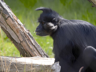 A portrait of a male Black Mangabey, Lophocebus aterrimus, observing the surroundings.
