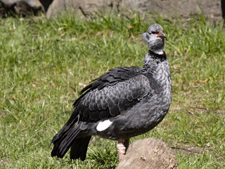 Southern screamer, Chauna cristata, stands in a meadow and looks around.