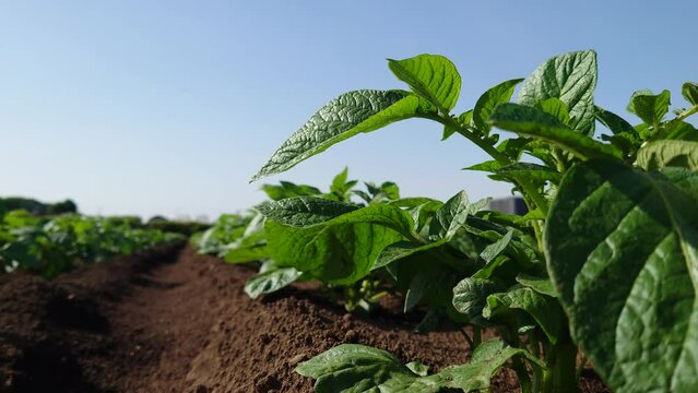 Sanga 이미지 찾아보기 662 스톡 사진, 벡터 및 비디오 Adobe Stock