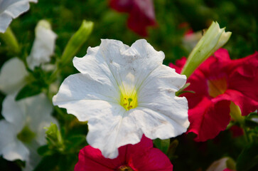 white flowers