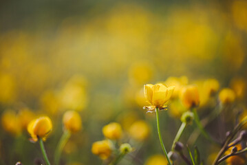 Obraz premium Ranunculus repens, Enghien park, Belgium, April 2022