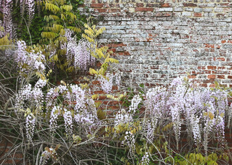 Wisteria floribunda, Enghien park, Belgium, April 2022