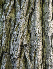 Bark of an oak, Belgium