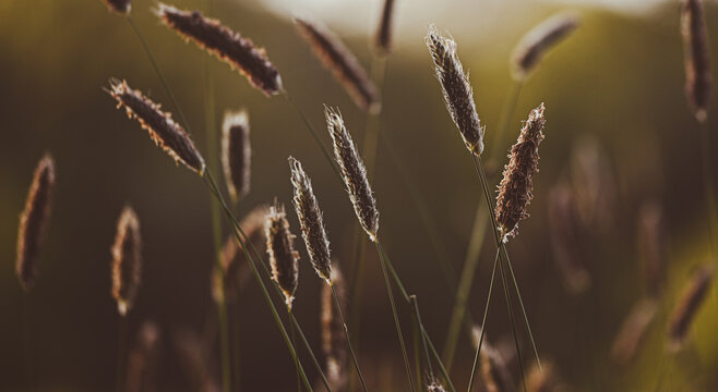 Close-up of alopecurus, Enghien park, Belgium, April 2022
