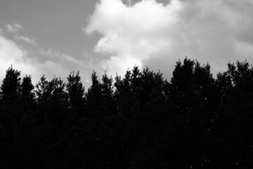 Obraz premium Bushes growing against the sky