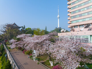 Obraz premium Cherry blossoms bloom in Qingchuange Scenic Spot in Wuhan, Hubei