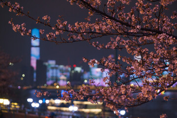 Cherry blossoms bloom in Qingchuange Scenic Spot in Wuhan, Hubei