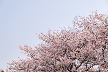 Cherry blossoms bloom in Qingchuange Scenic Spot in Wuhan, Hubei