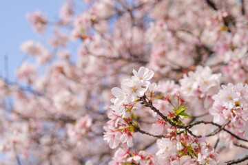 Cherry blossoms bloom in Qingchuange Scenic Spot in Wuhan, Hubei