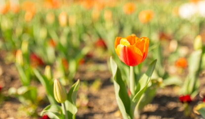 Flower bed with blooming variegated red and yellow tulips