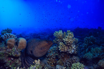 moray eel under water, nature photo wild snake predator marine in the ocean