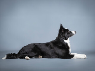 Black and white border collie puppy lying down