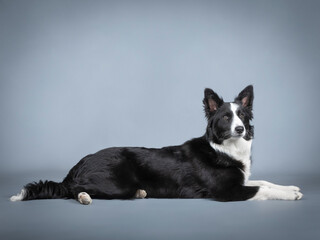 Black and white border collie puppy lying down