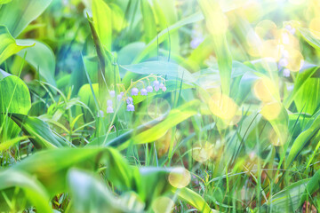 lilies of the valley leaves green background, nature fresh green garden texture
