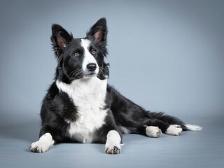 Black and white border collie puppy lying down