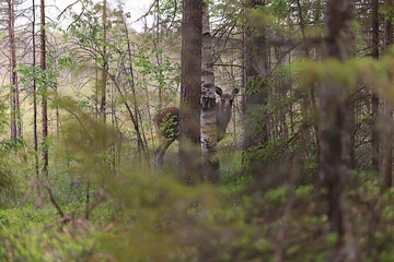 moose in the wild landscape in the forest