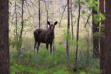 moose in the wild landscape in the forest