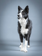 Border collie puppy
black and white standing