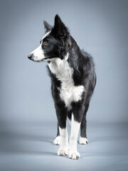 Border collie puppy
black and white standing