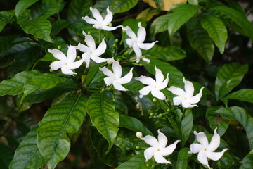 Jasmine bush with green leaves and white blossoms