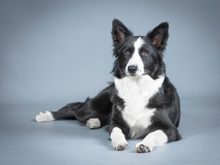 Black and white border collie puppy lying down