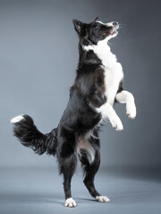 Border collie puppy
black and white standing