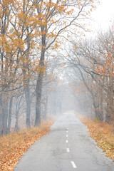 Fototapeta na wymiar the road goes into the distance on an autumn morning in fog with silhouettes of trees and yellowed leaves