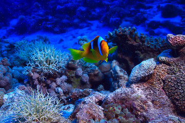 Obraz na płótnie Canvas tropical sea underwater background diving ocean