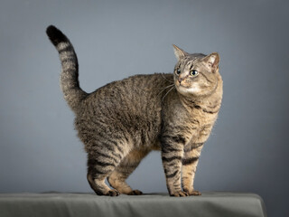 common european gray cat walking