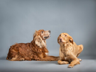 Cocker and podenco lying together in a photography studio