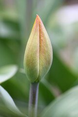 Tulipany 2022