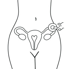 Fertilization icon. Uterus, sperm, insemination. Fertilization in the fallopian tube. Embryology. 