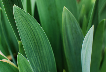 Abstraction growing green leaves on a light background outdoors
