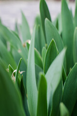 Abstraction growing green leaves on a light background outdoors