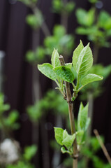 Abstraction growing green leaves on a light background outdoors