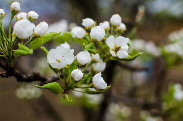 White flowers pear blossom is good nectar and for pear harvest