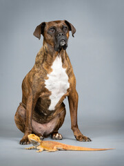 Central bearded dragon and a brown german boxer in a photography studio