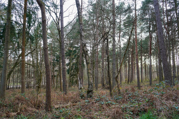 Obraz premium Looking in to a pine tree forest in the winter