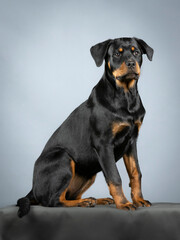 Rotweiler puppy sitting on the ground