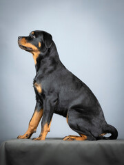 Rotweiler puppy sitting on the ground