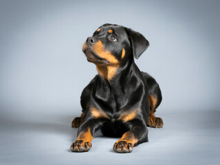 Rotweiler puppy lying down on the floor