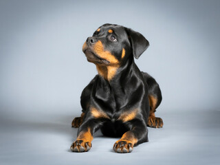 Rotweiler puppy lying down on the floor © xyo33