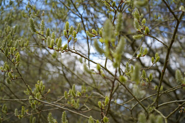 Close up of catkins growing in the spring