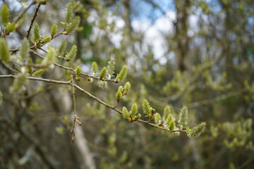 Close up of catkins growing in the spring