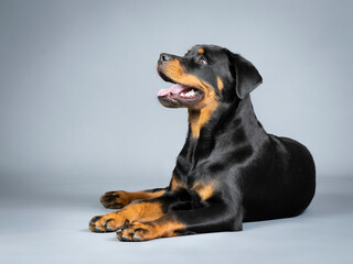 Rotweiler puppy lying down on the floor