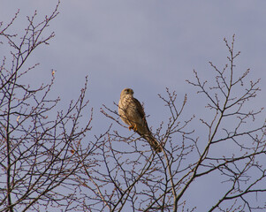 Turmfalke