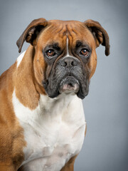 Portrait of a brown and white german boxer