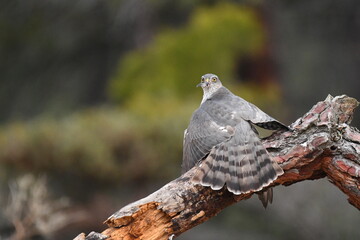 Gavilan con presa en el bosque