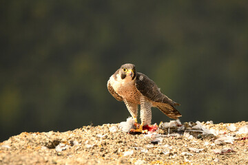 halcon peregrino con una presa entre las garras